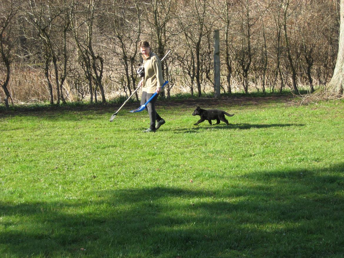 Schæferhund Luna billede 2