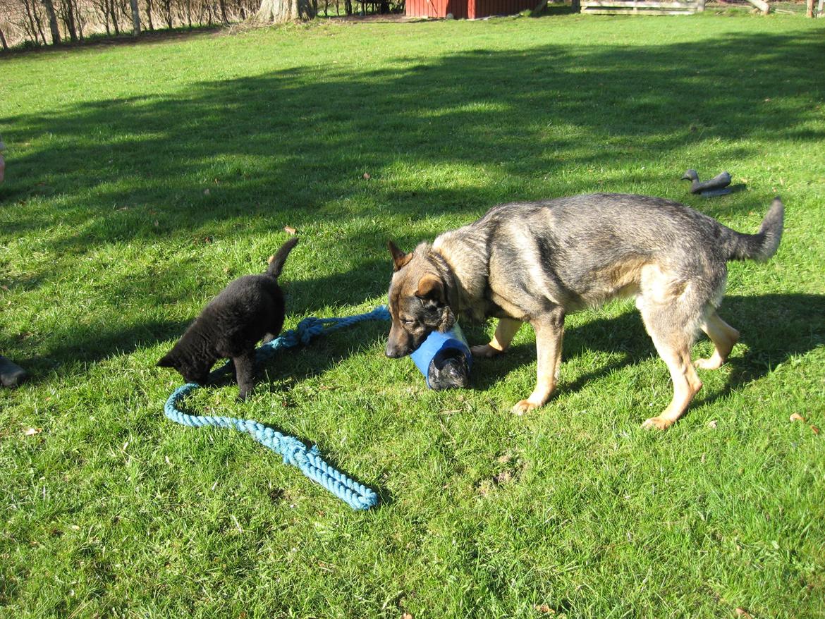 Schæferhund Luna billede 3