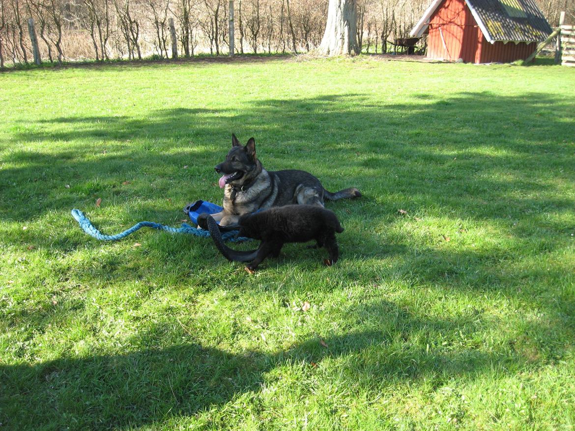 Schæferhund Luna billede 4