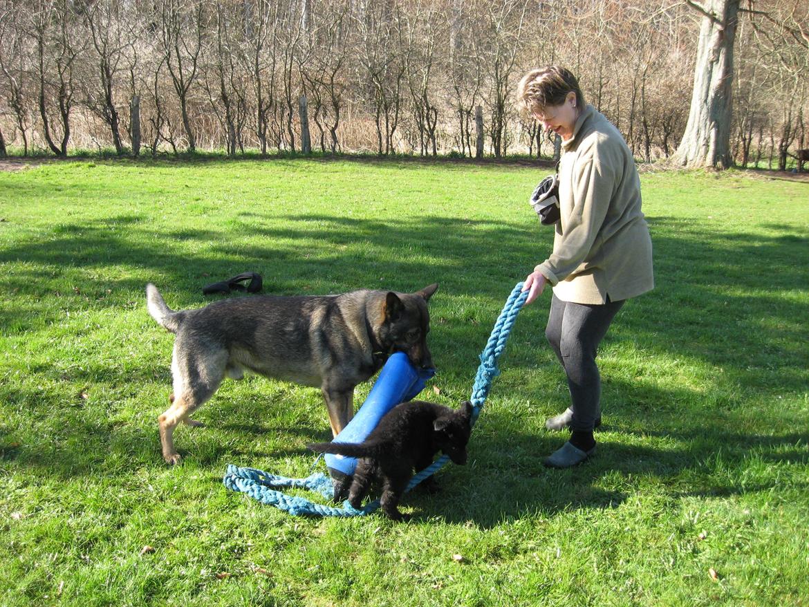 Schæferhund Luna billede 5