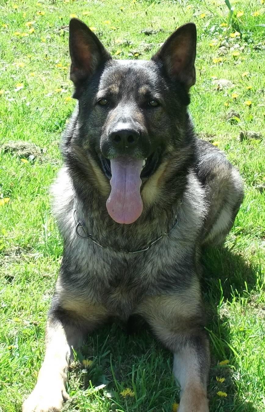 Schæferhund Kuba billede 11