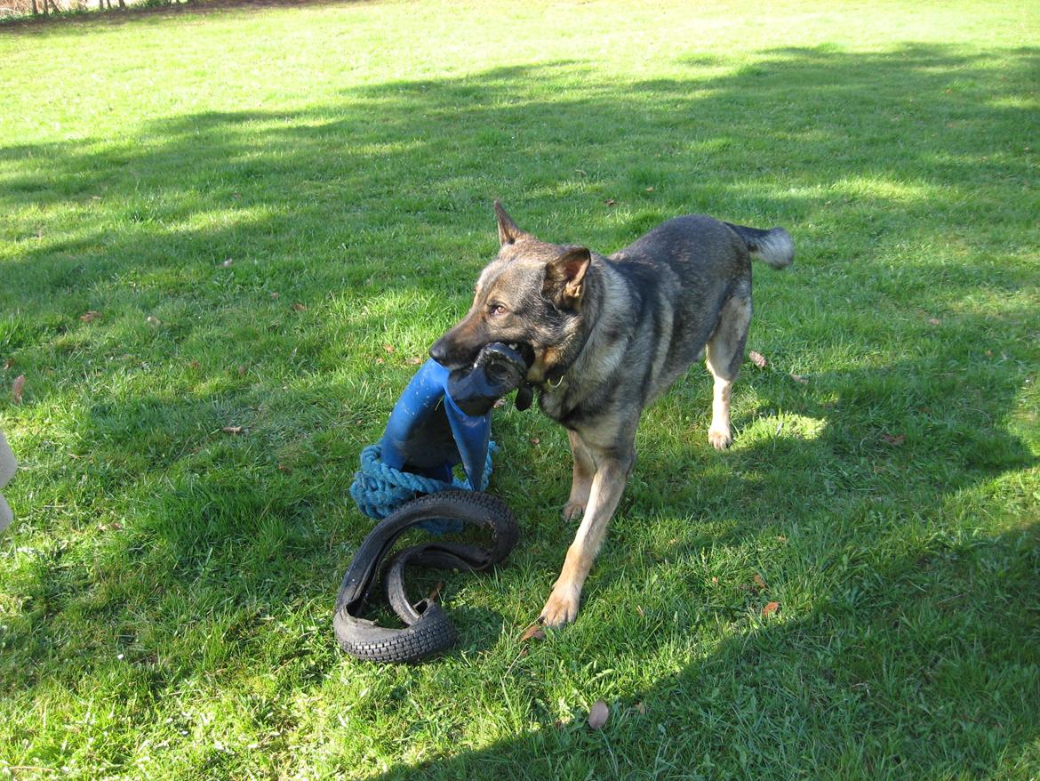 Schæferhund Kuba billede 12