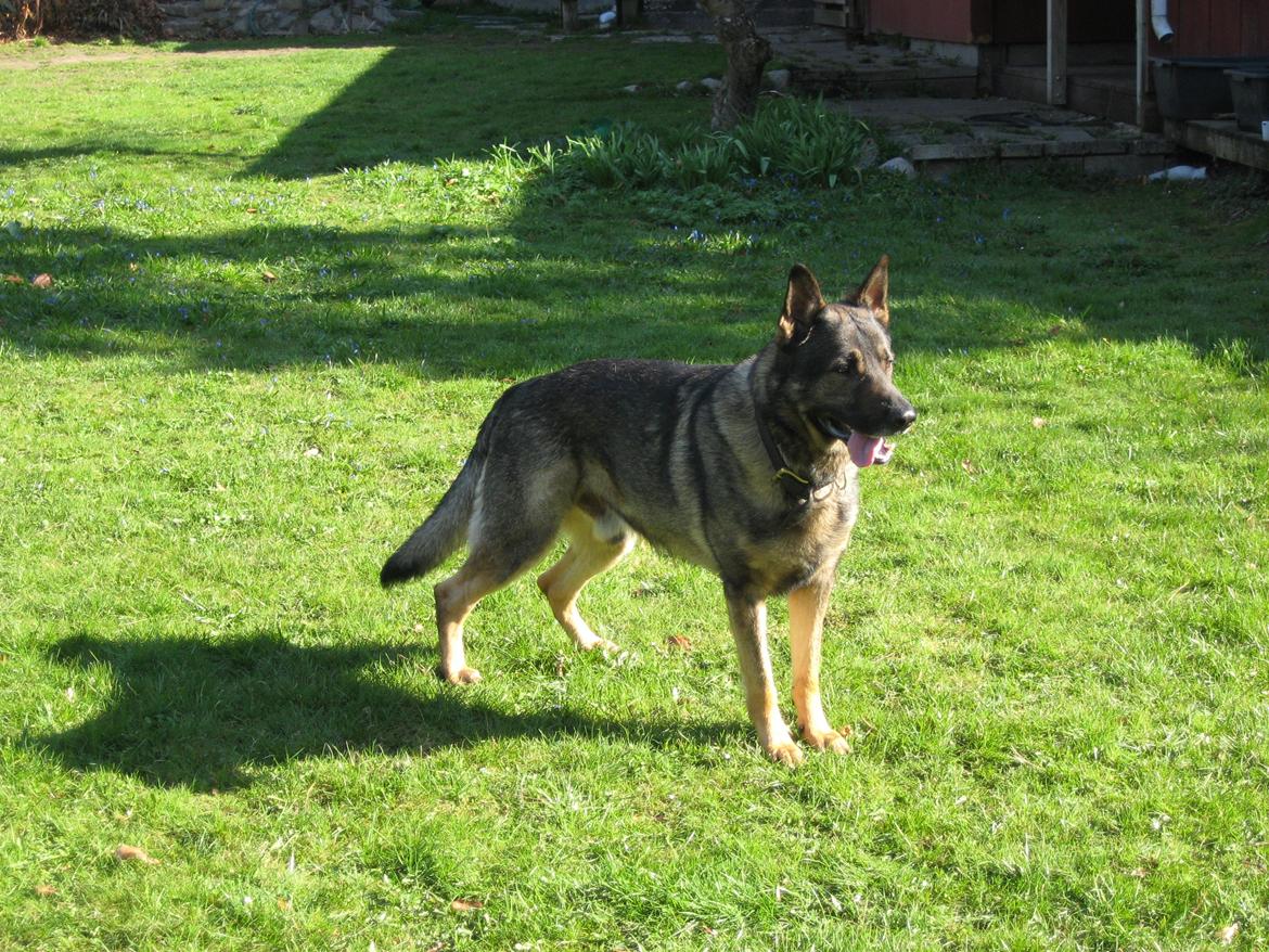 Schæferhund Kuba billede 13