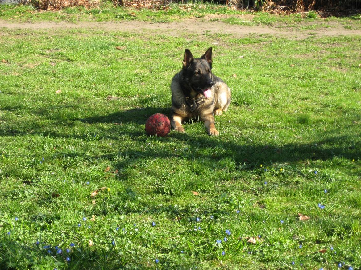 Schæferhund Kuba billede 14