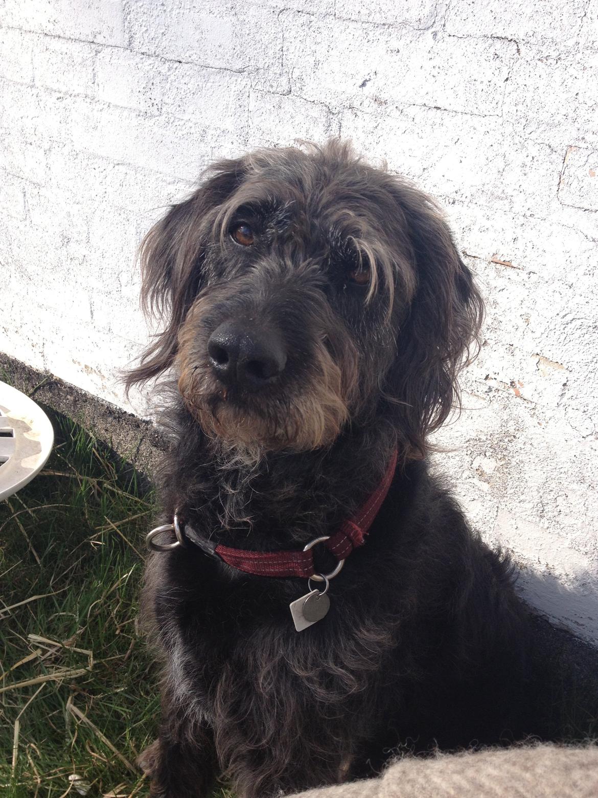 Blanding af racer King billede 20