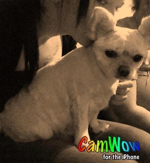 Blanding af racer Nulle billede 5