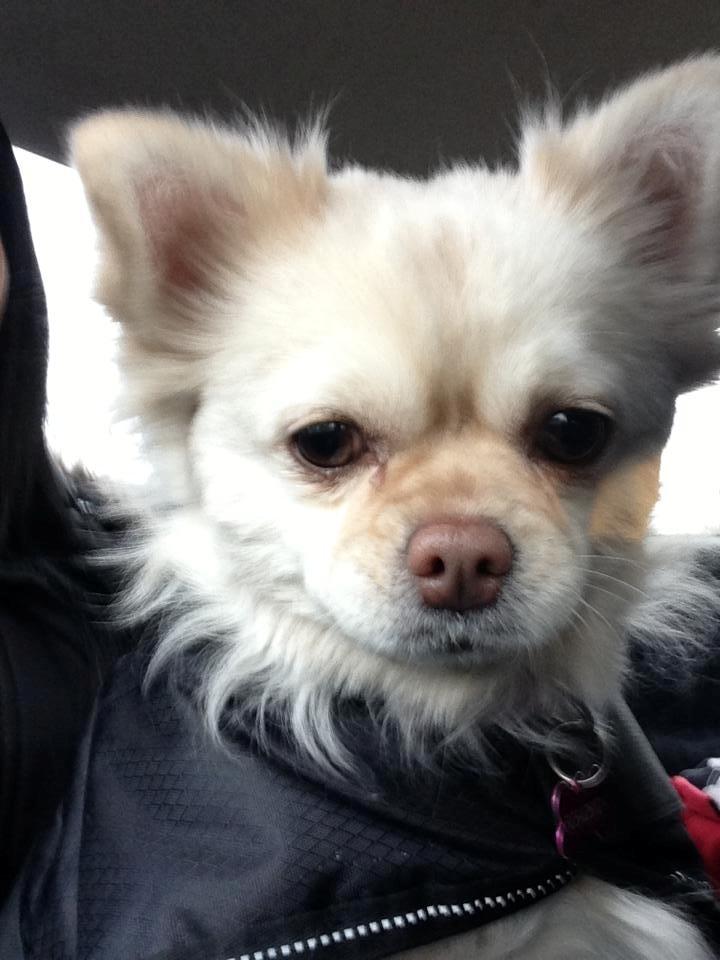 Blanding af racer Nulle billede 1