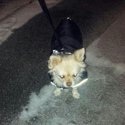 Blanding af racer Nulle billede 6