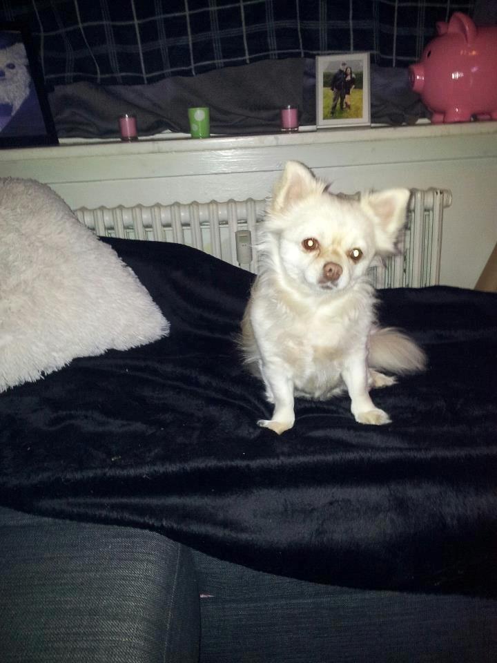 Blanding af racer Nulle billede 7