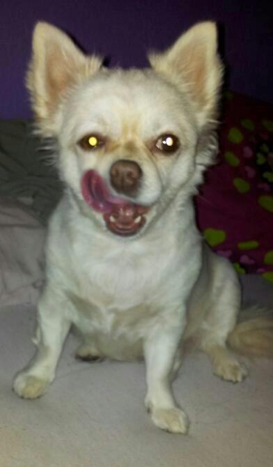 Blanding af racer Nulle billede 9