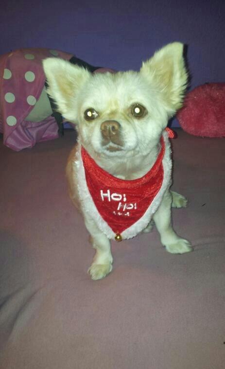 Blanding af racer Nulle billede 10