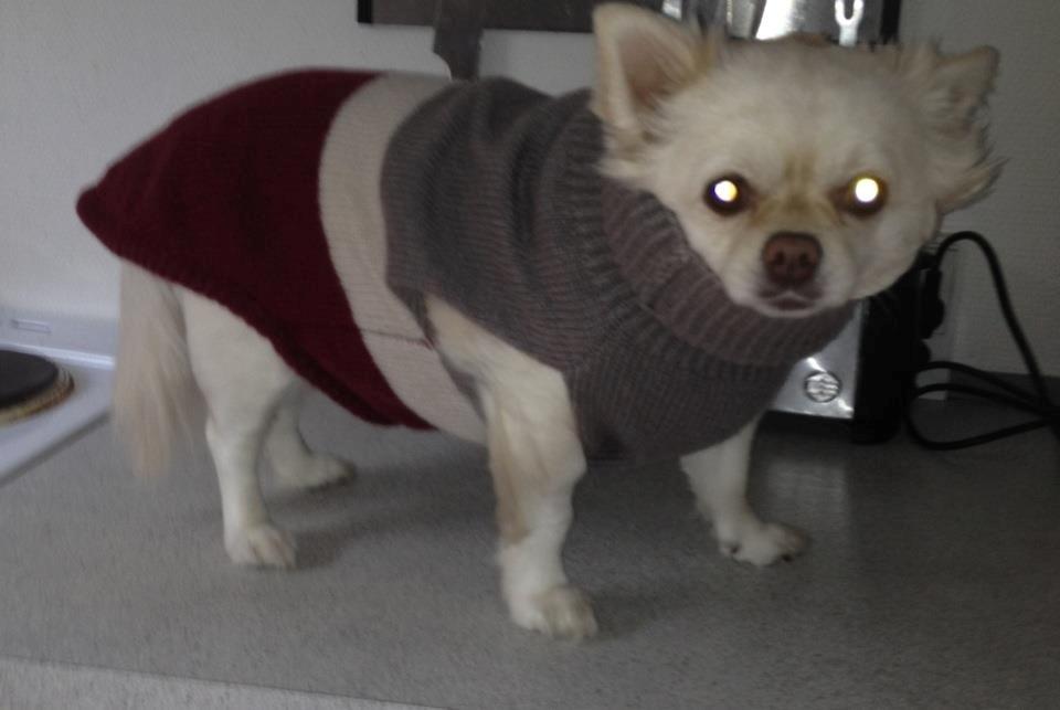 Blanding af racer Nulle billede 11