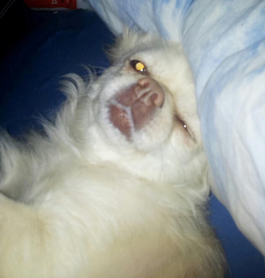 Blanding af racer Nulle billede 12