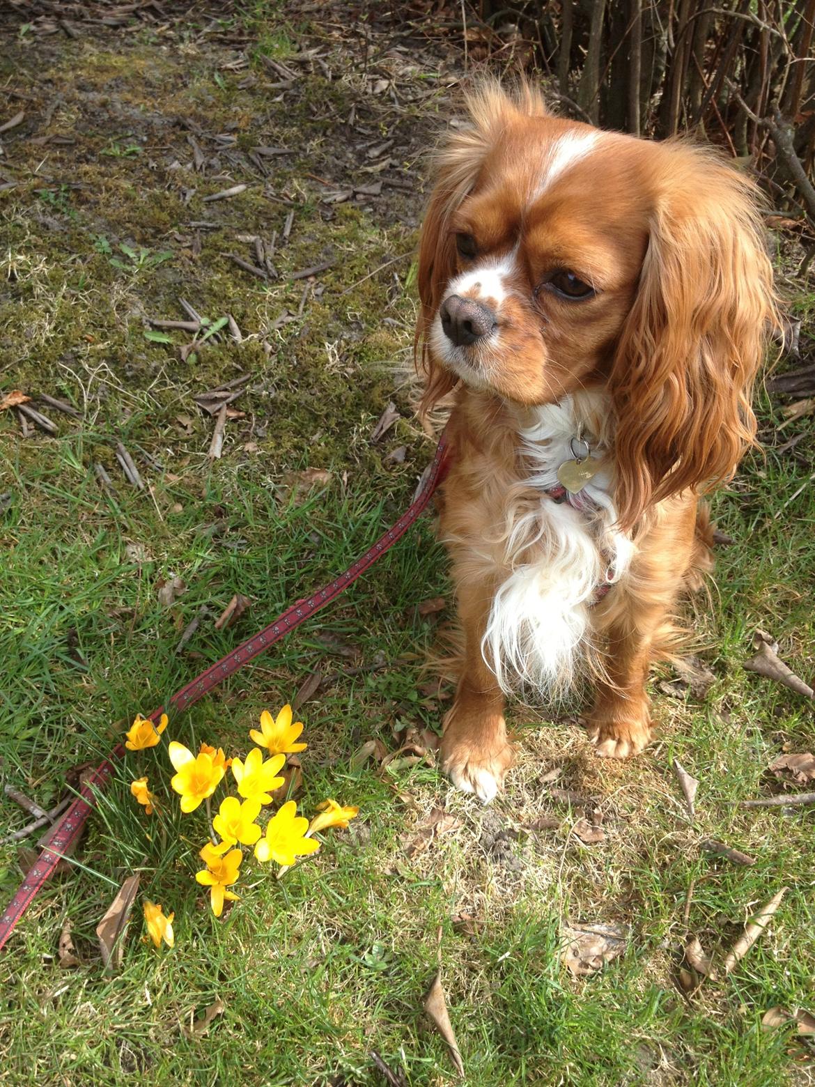 Cavalier king charles spaniel Silje billede 14