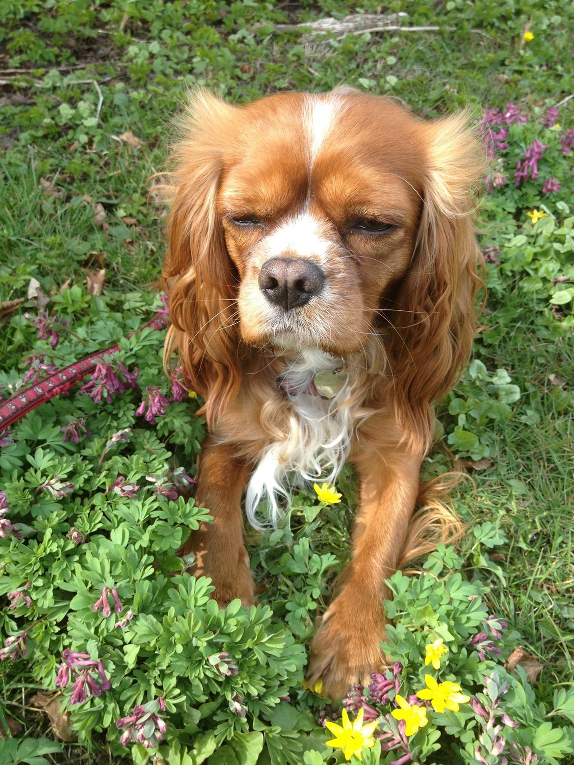 Cavalier king charles spaniel Silje billede 15