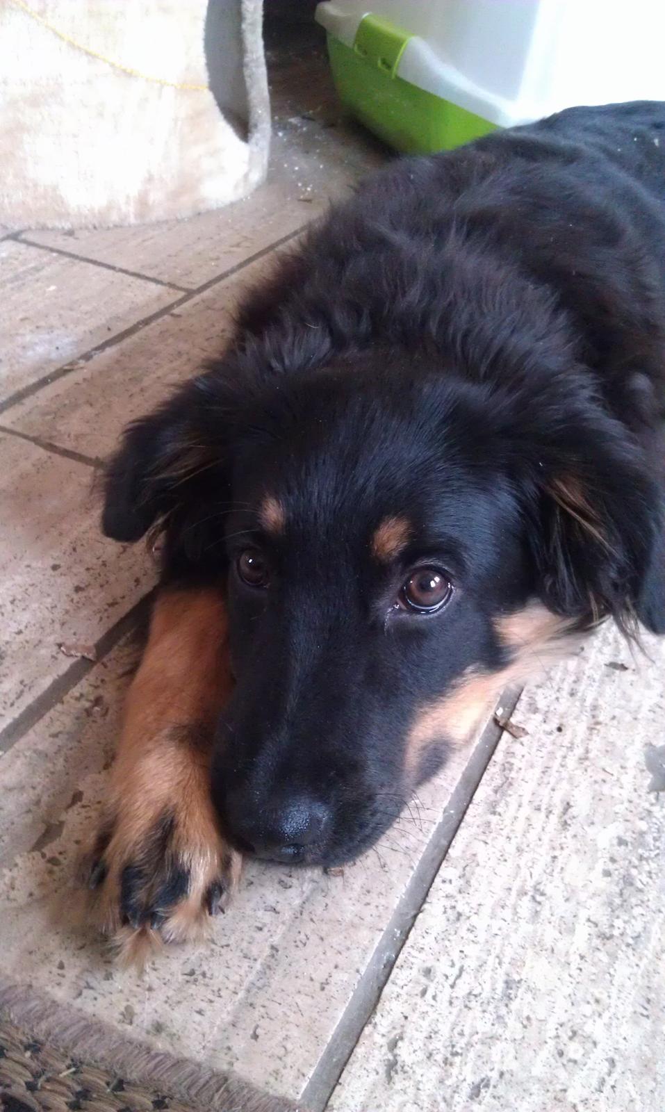 Hovawart Athena billede 8