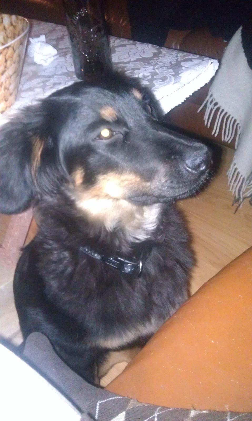 Hovawart Athena billede 9