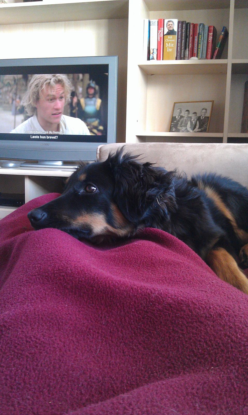 Hovawart Athena billede 10