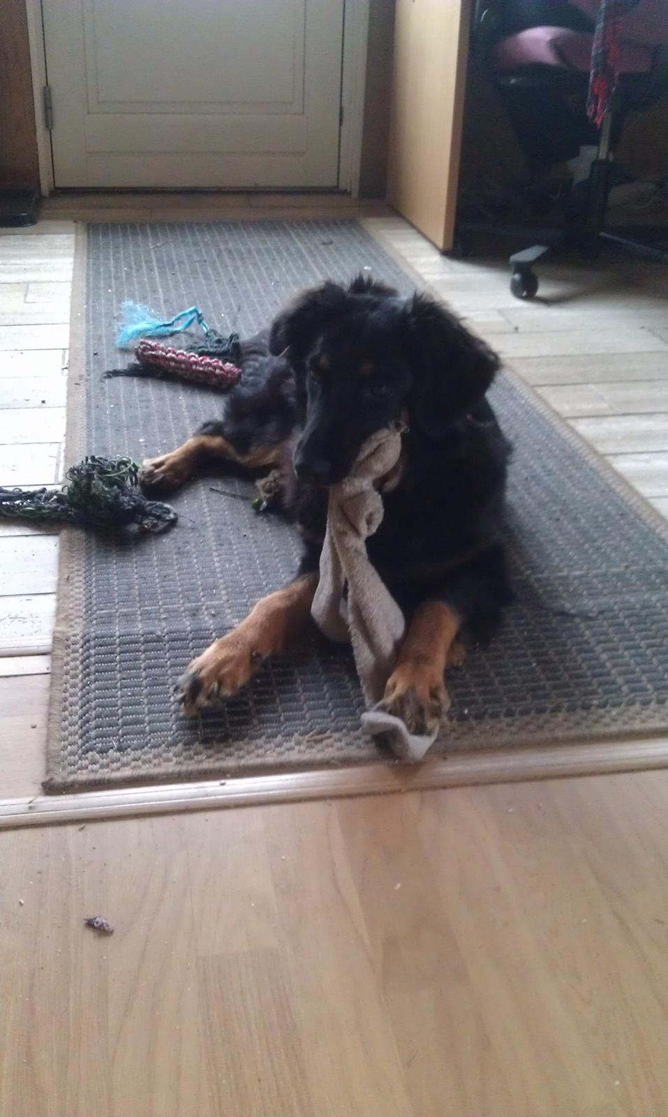 Hovawart Athena billede 11