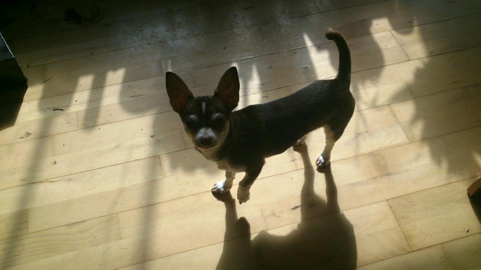 Chihuahua Choko - Min højt elskede hund :) billede 13