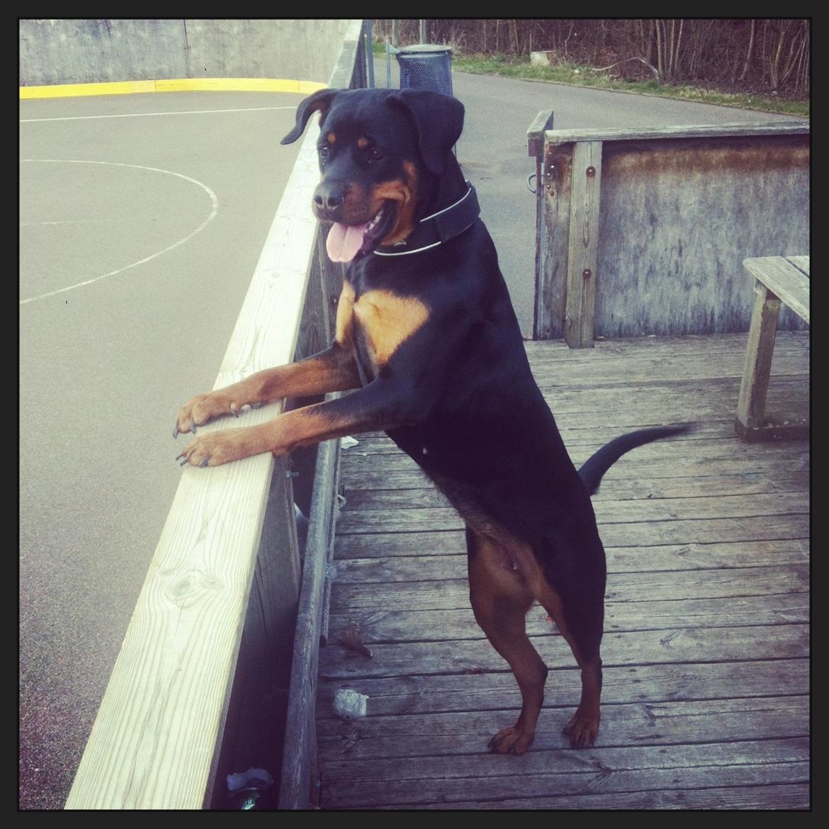 Rottweiler Dia billede 12