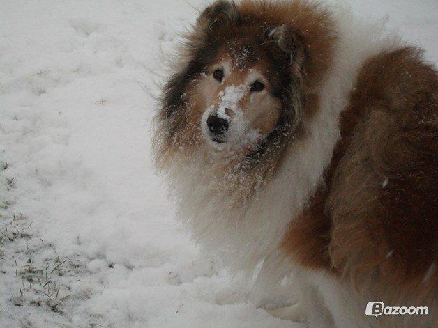 Collie langhåret Blanca - Sne <3 billede 4