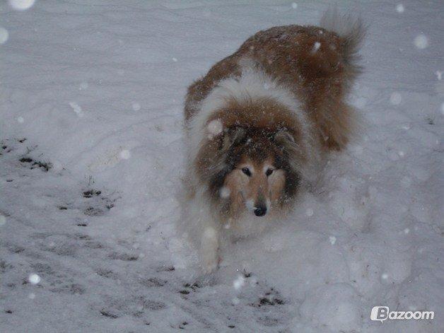Collie langhåret Blanca - Sne <3 billede 7