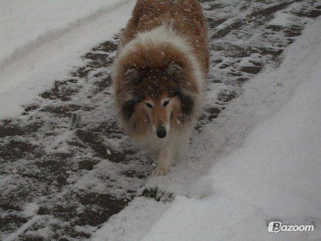 Collie langhåret Blanca - Sne <3 billede 8
