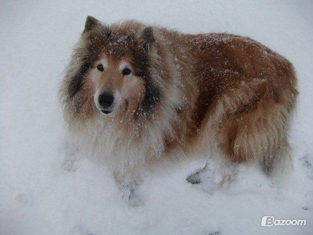 Collie langhåret Blanca - Elsker sne, ville gerne bo på grønland <3 billede 9