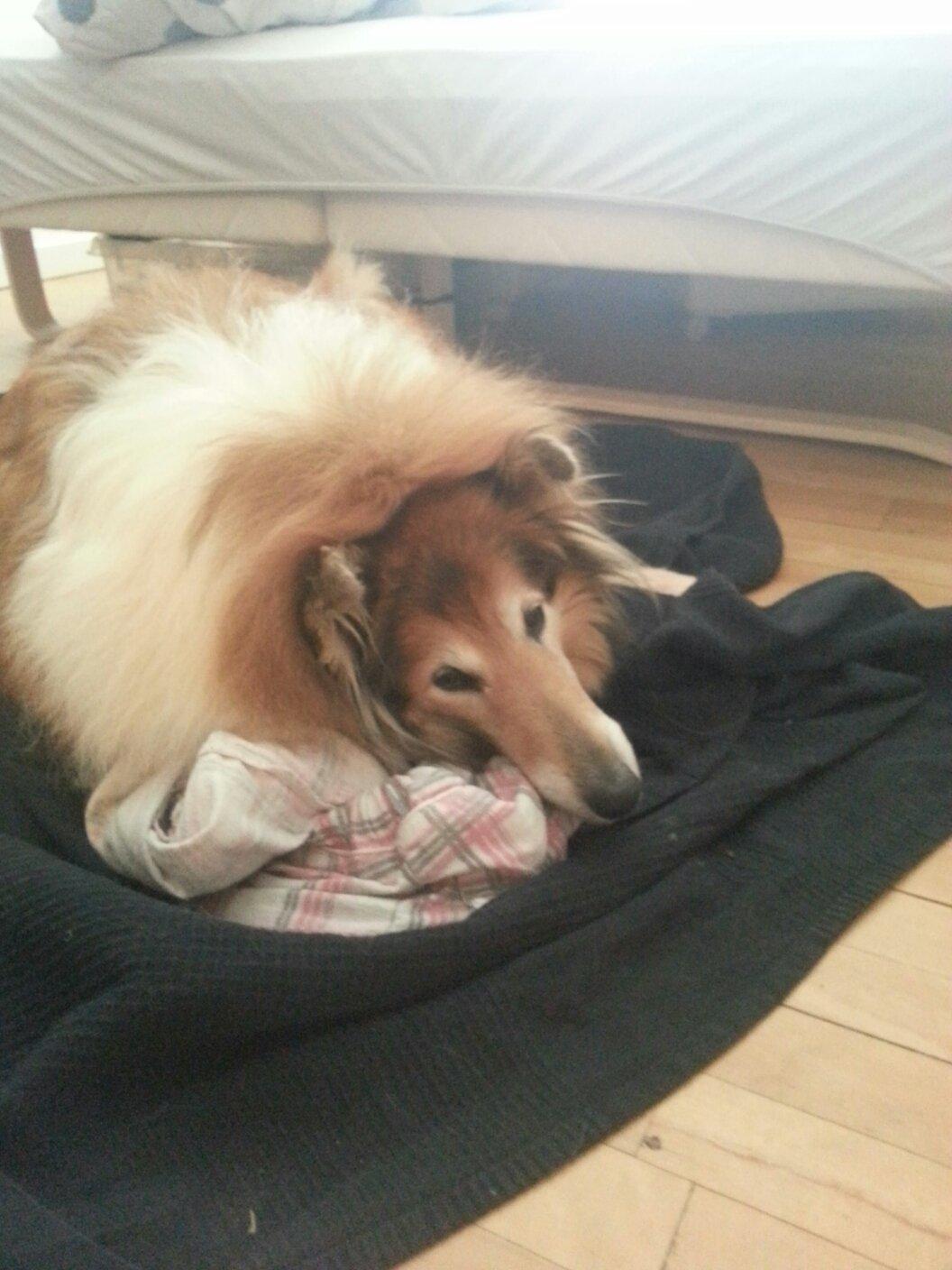 Collie langhåret Blanca - Når mor er på arbejde, så hygger jeg med hendes gamle nat bukser <3 billede 6