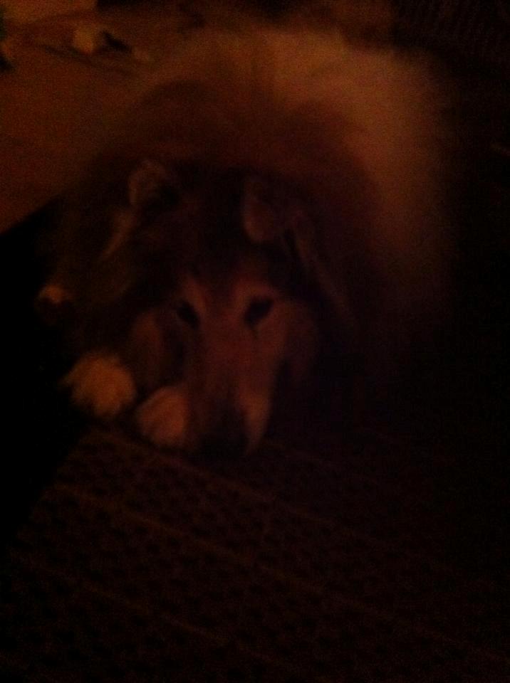 Collie langhåret Blanca - Putter inden i stuen <3 billede 10