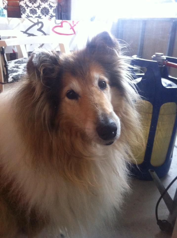 Collie langhåret Blanca - Elsker min herlige altan <3  billede 11