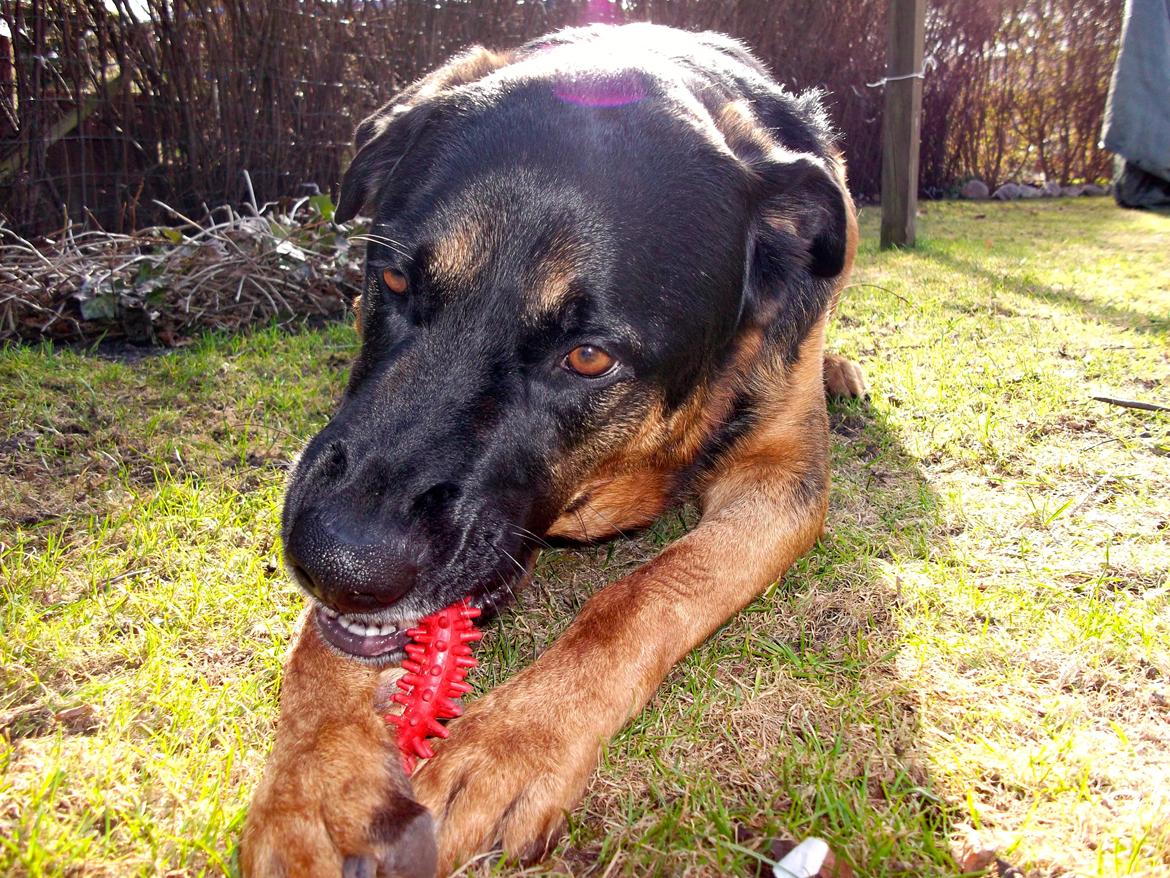 Blanding af racer Walther billede 3