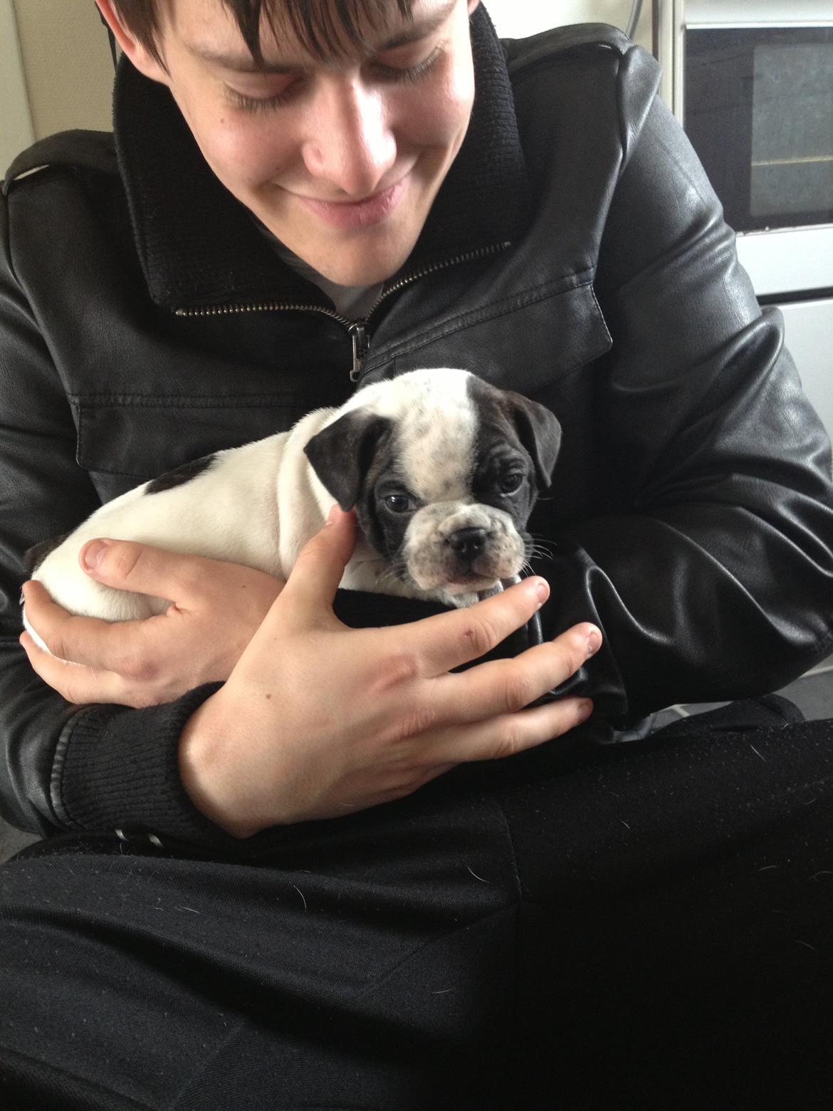 Fransk bulldog Hannibal - • 6 uger gammel, uge 16, 2013 Første gang "far" holder Hannibal. billede 22