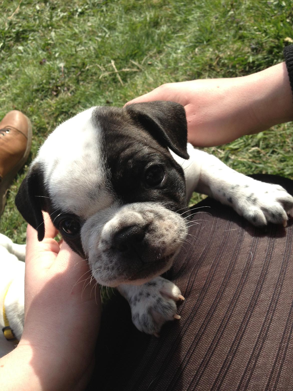 Fransk bulldog Hannibal - •  6 uger gammel - uge 16, 2013 Anden gang vi besøger vores lille guldklump! billede 20