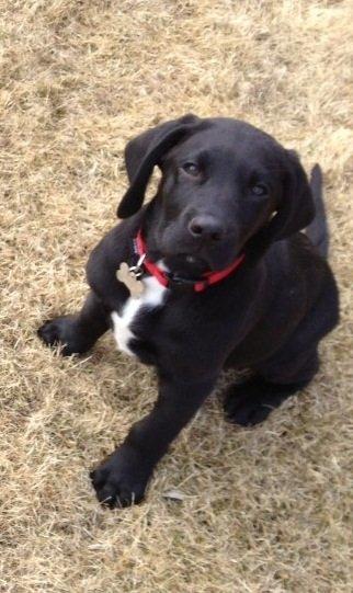 Blanding af racer Louie billede 1