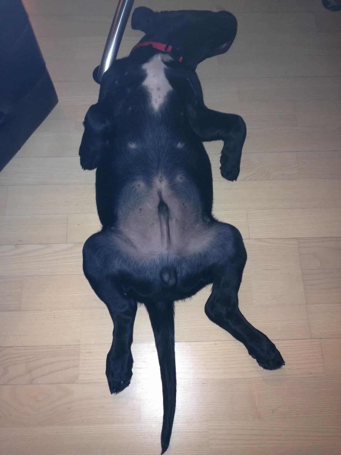 Blanding af racer Louie billede 2