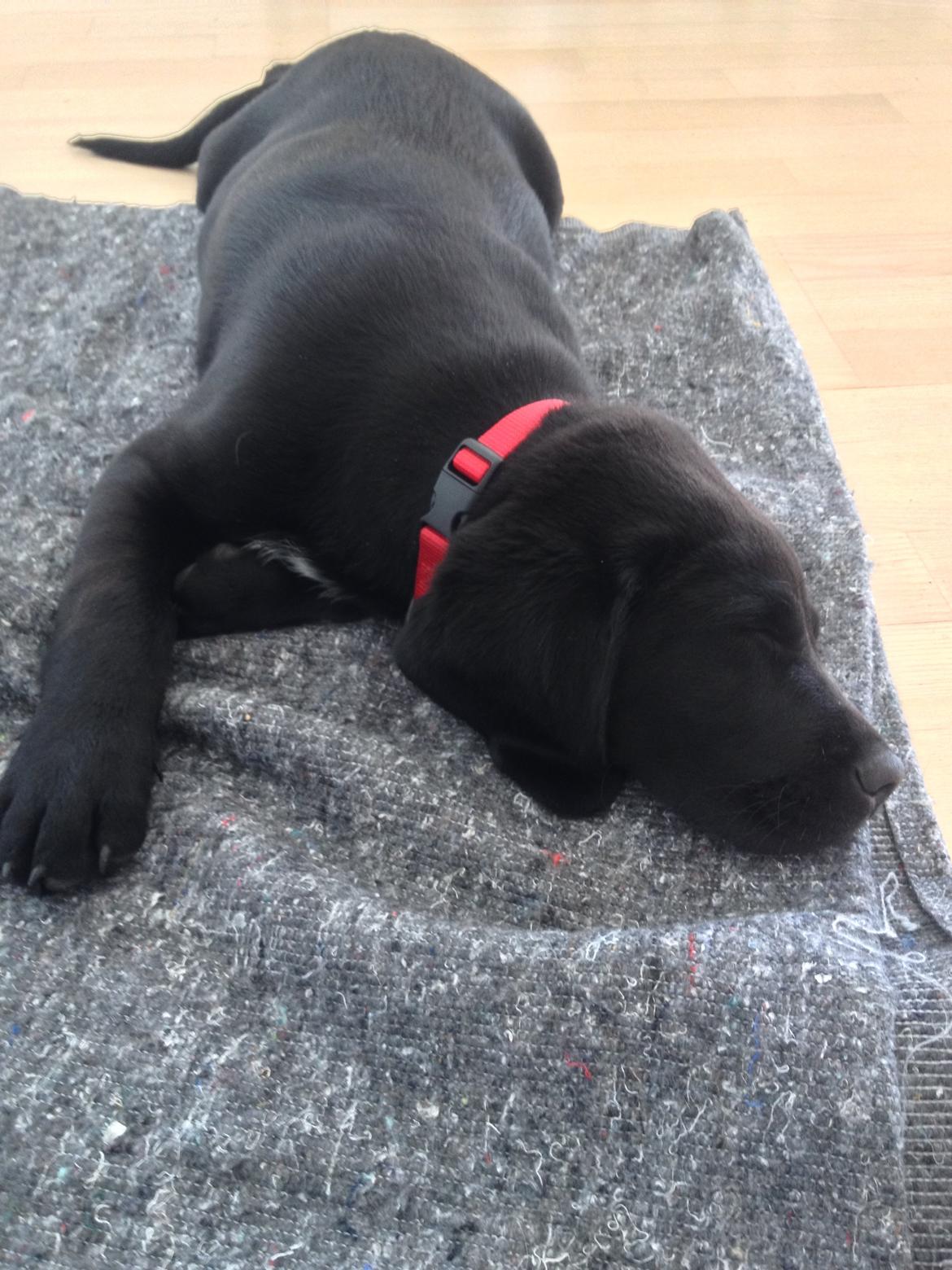 Blanding af racer Louie billede 3