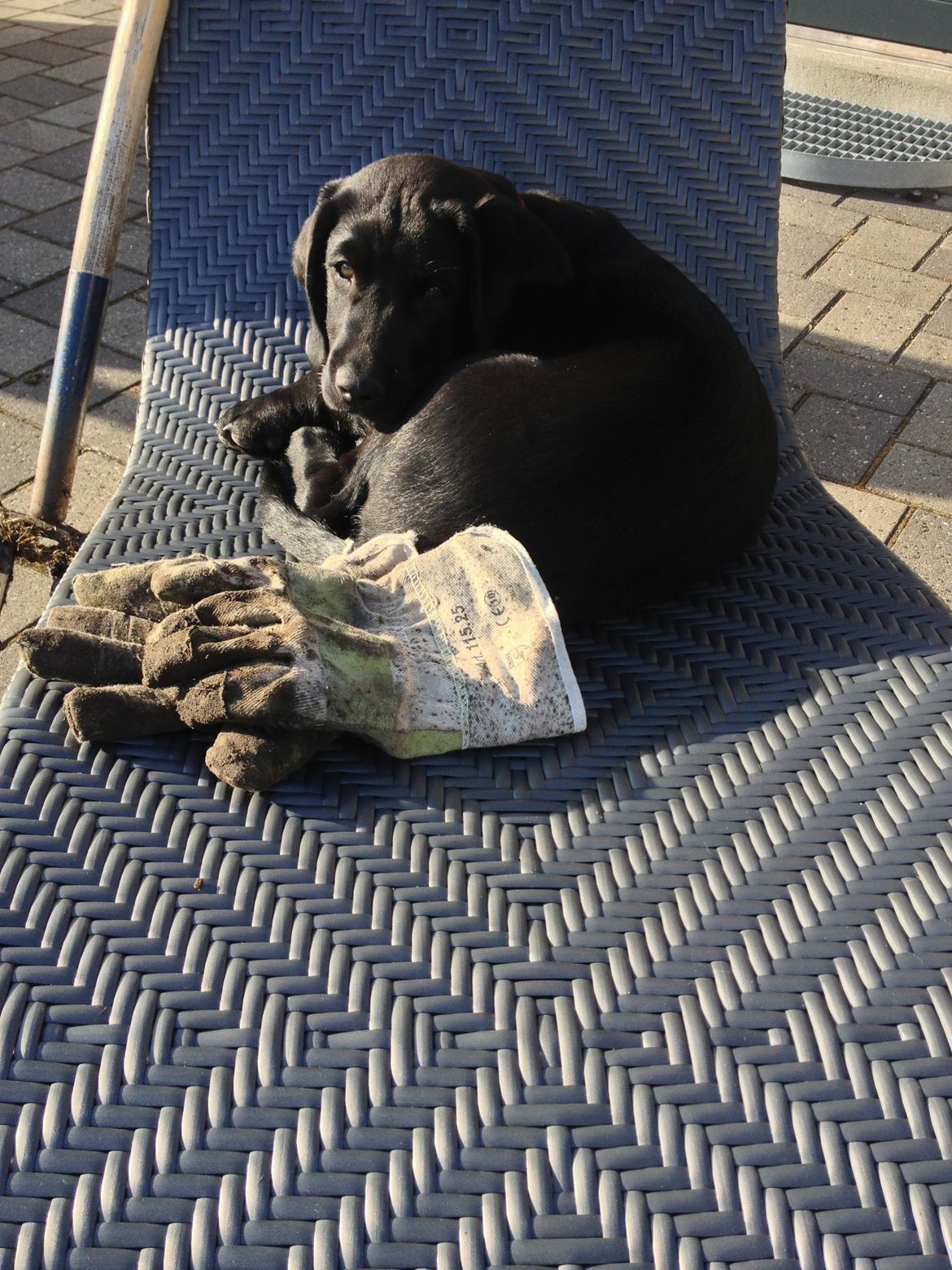 Blanding af racer Louie billede 4