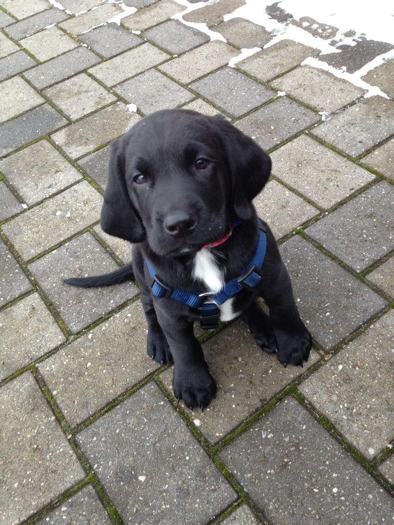 Blanding af racer Louie billede 5