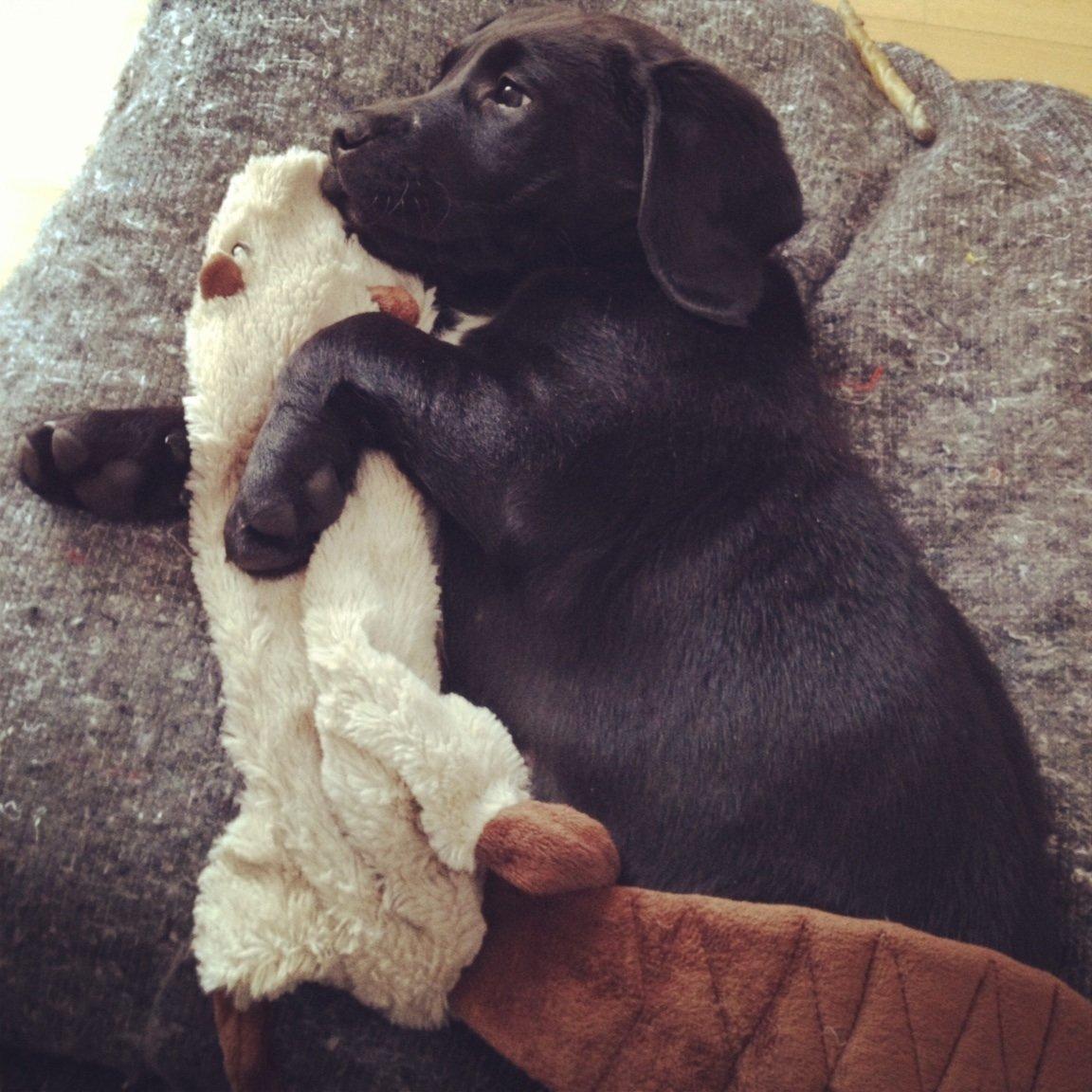 Blanding af racer Louie billede 6