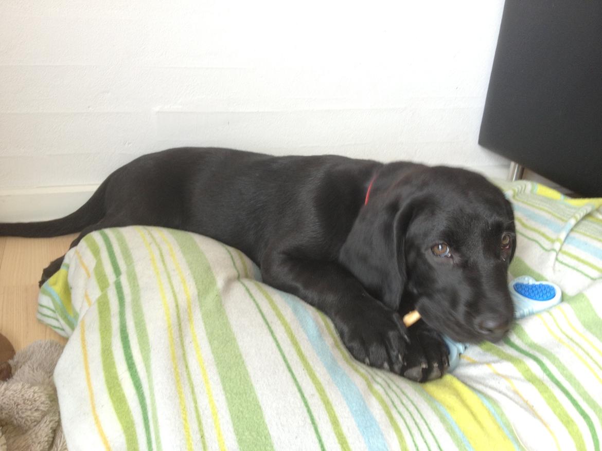 Blanding af racer Louie billede 7