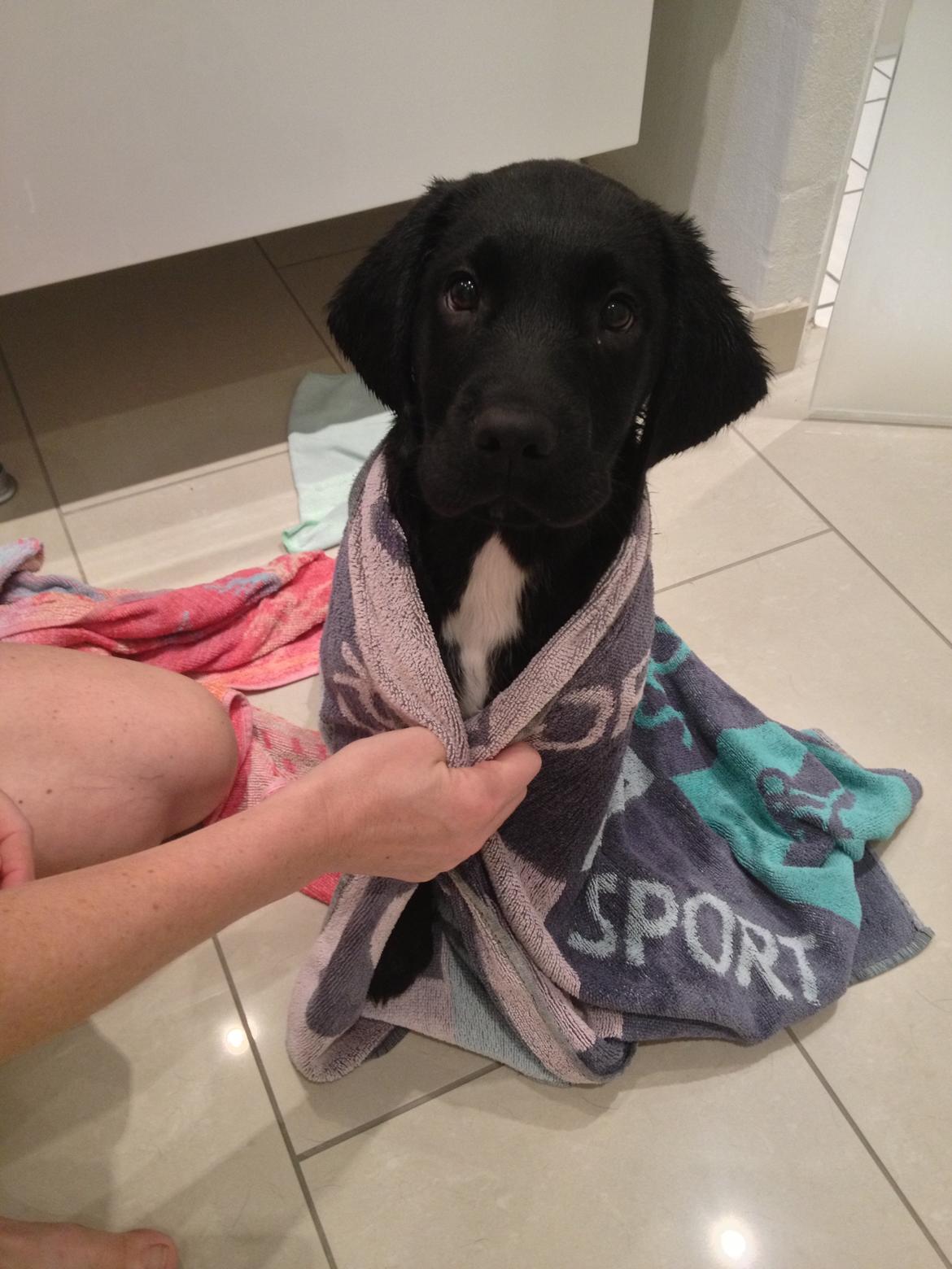 Blanding af racer Louie billede 8