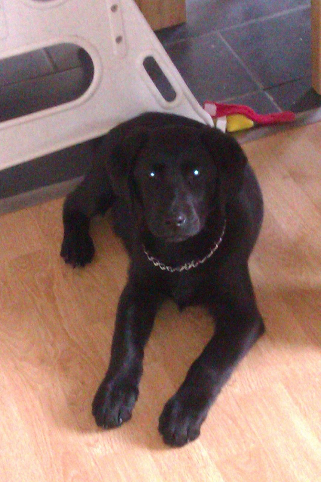 Labrador retriever Malikka billede 1