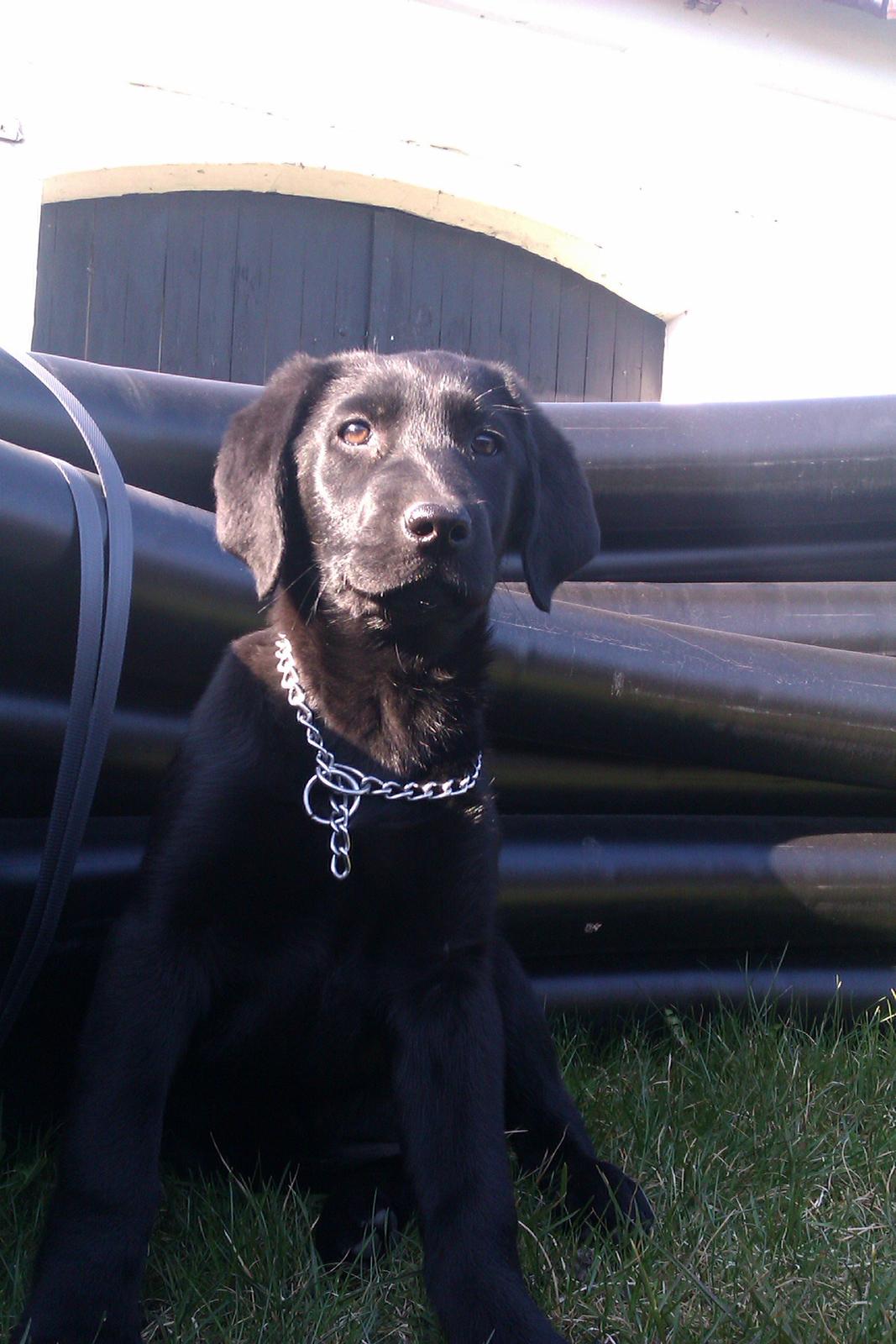 Labrador retriever Malikka billede 2