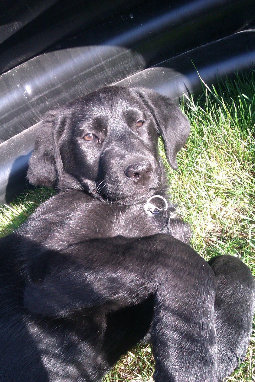 Labrador retriever Malikka billede 3