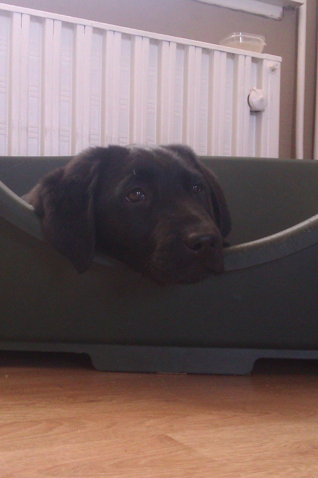 Labrador retriever Malikka billede 4