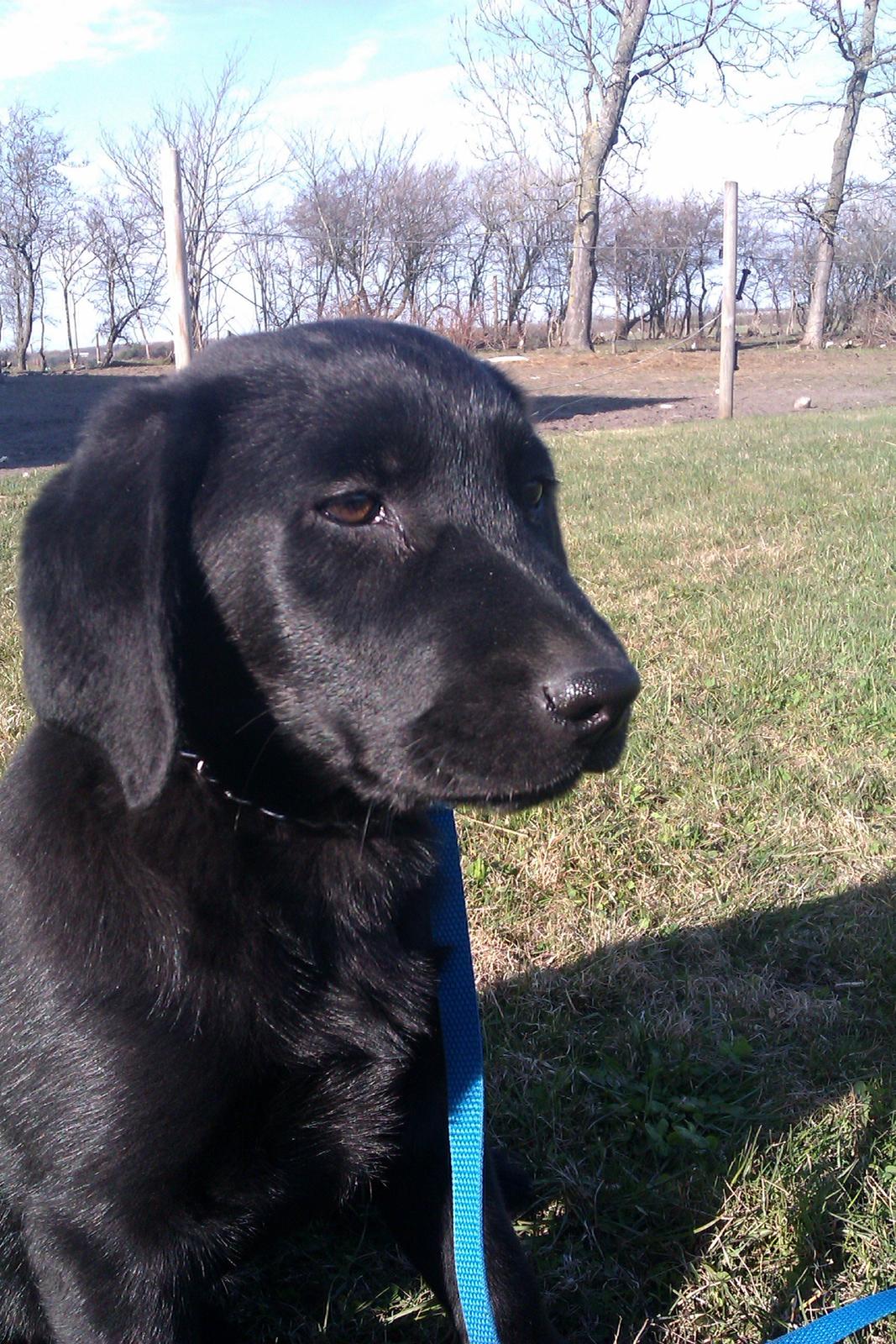 Labrador retriever Malikka billede 5