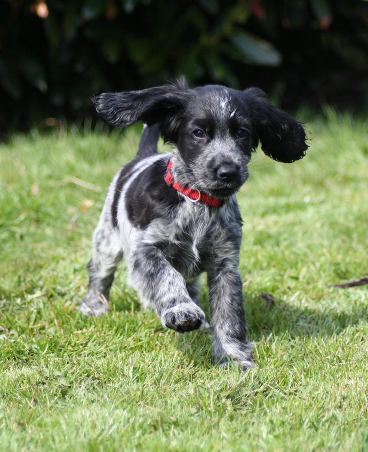 Cocker spaniel Mille billede 19
