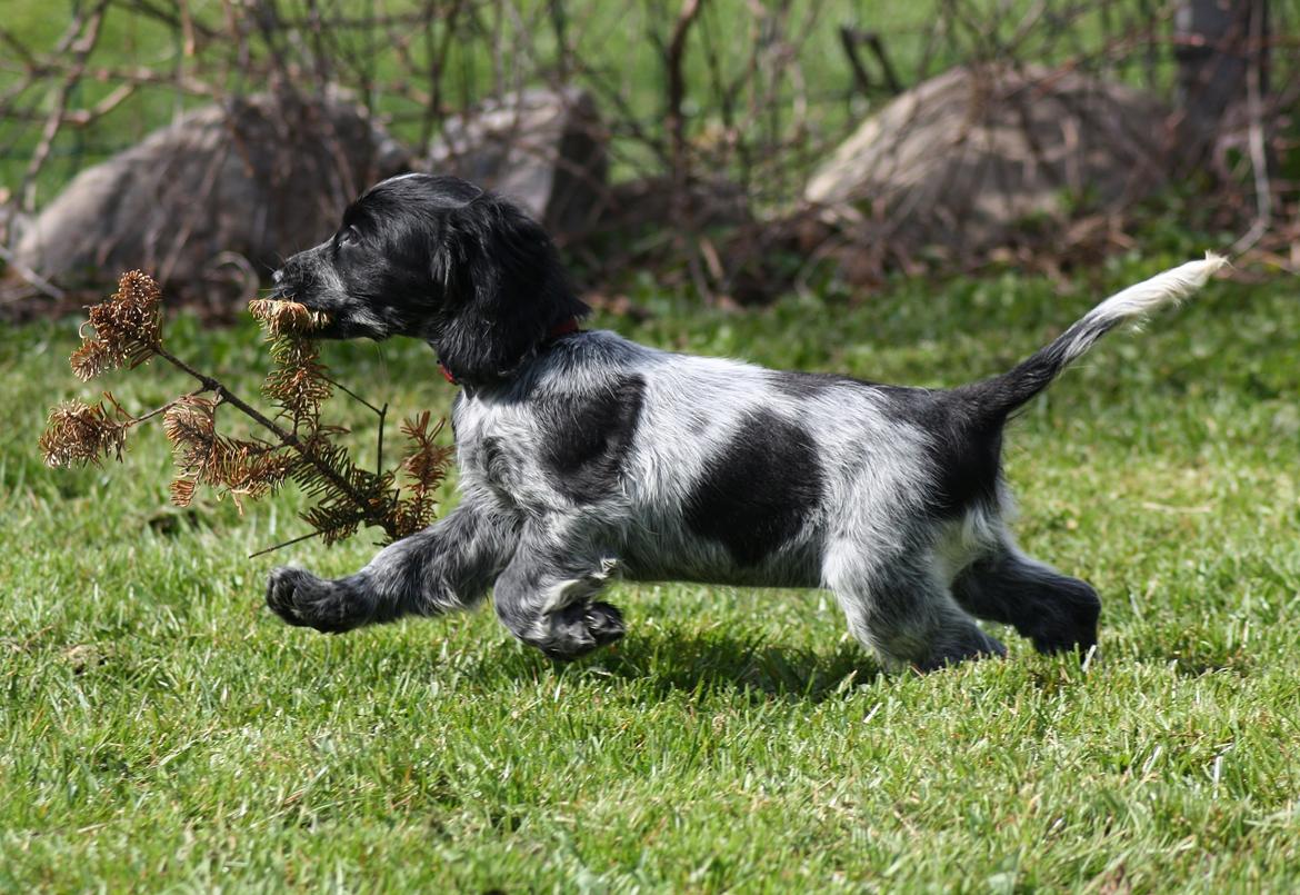 Cocker spaniel Mille billede 20